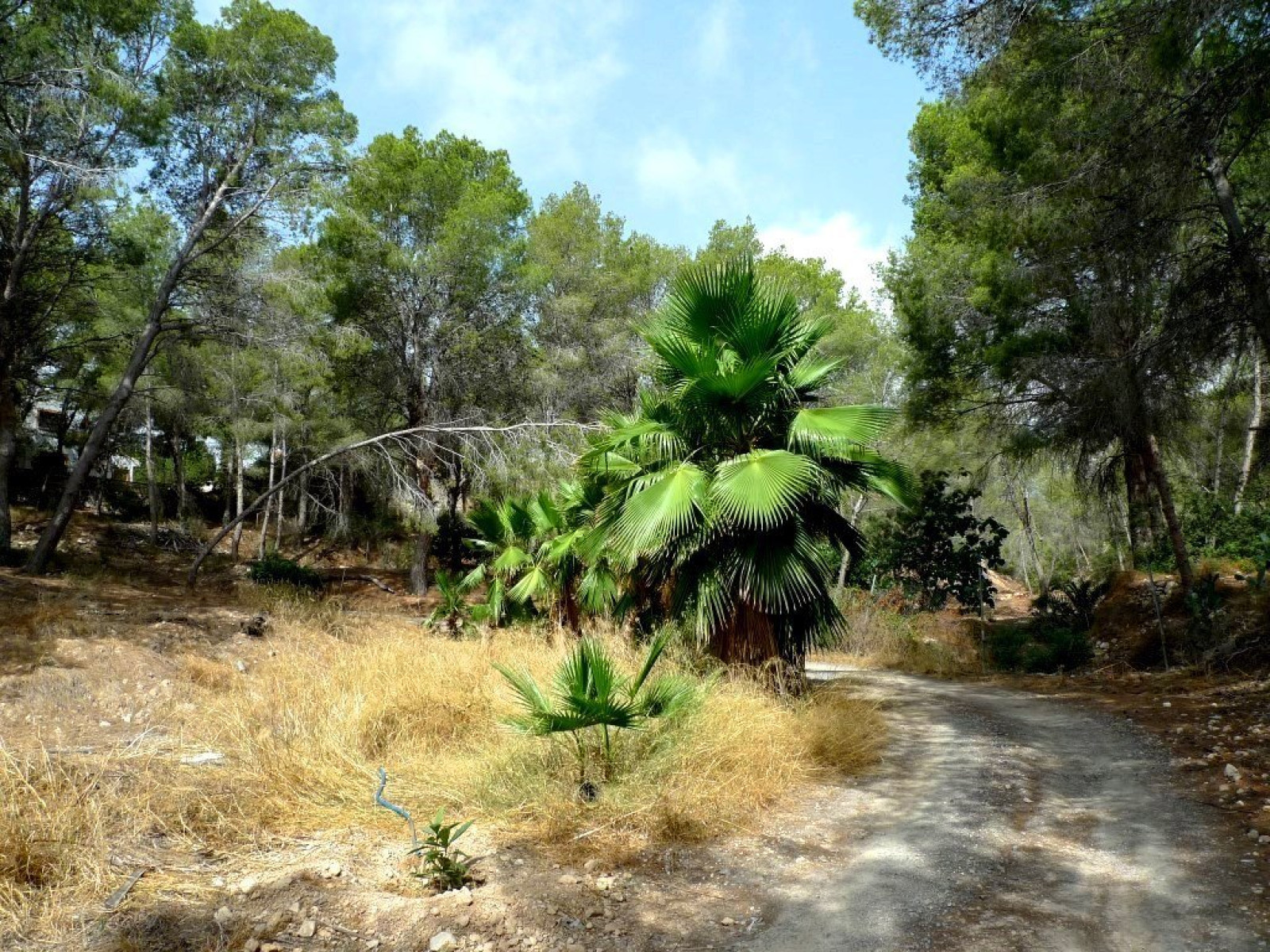 Acogedora casa en parcela de 6000 m2